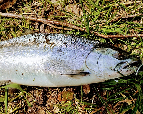 サクラマスの釣果