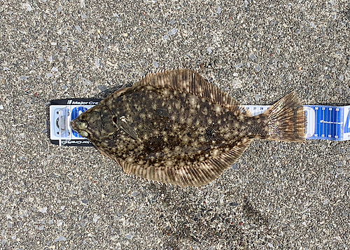 カレイの釣果