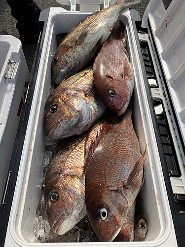 マダイの釣果