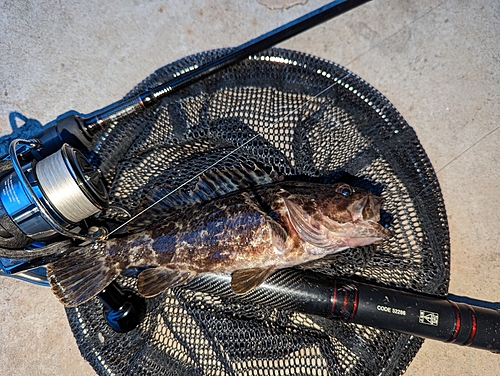 タケノコメバルの釣果