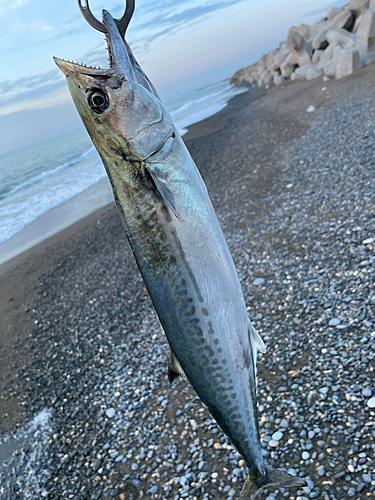 サゴシの釣果