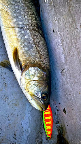 イワナの釣果