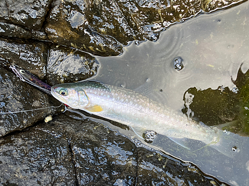 アメマスの釣果