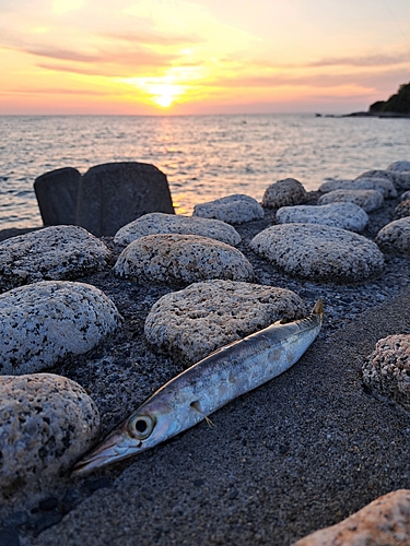 カマスの釣果