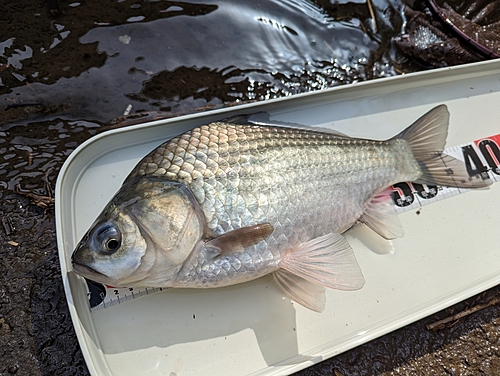 ヘラブナの釣果