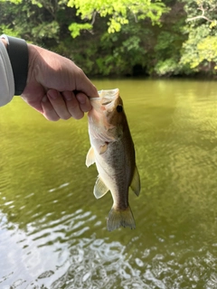 ラージマウスバスの釣果