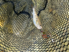 アマゴの釣果