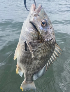 キビレの釣果