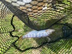 アマゴの釣果
