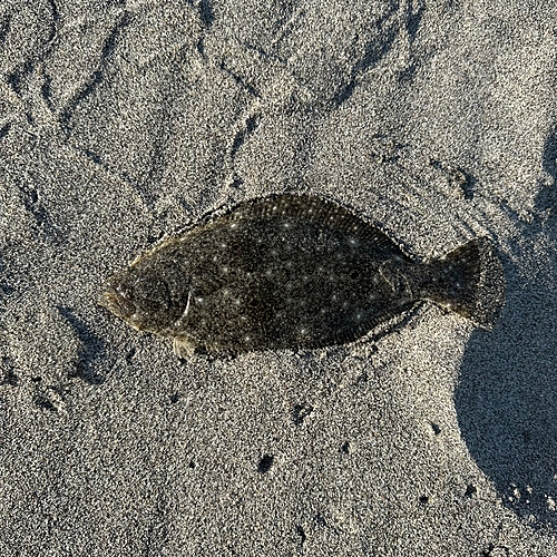 ソゲの釣果