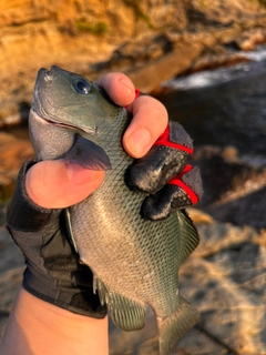 グレの釣果