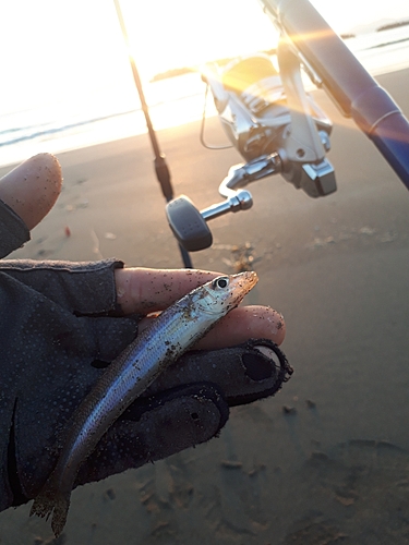 キスの釣果