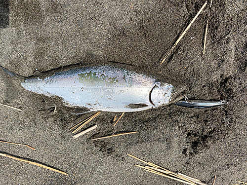 サクラマスの釣果