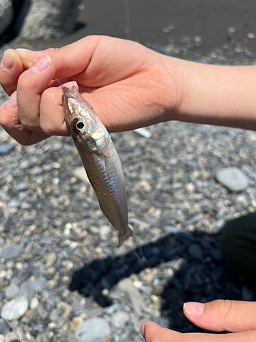 キスの釣果