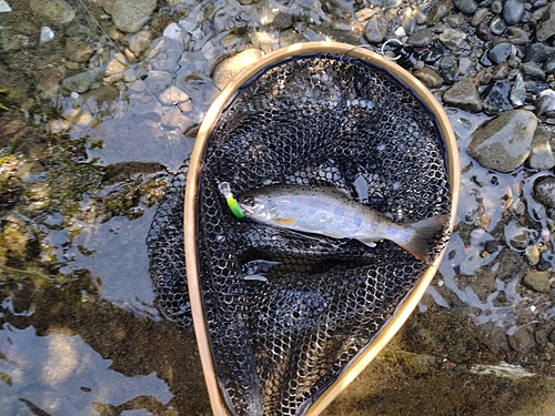 アマゴの釣果