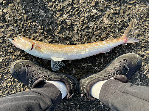 オキエソの釣果