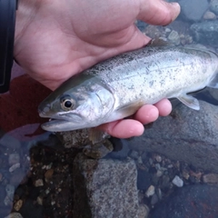 アマゴの釣果