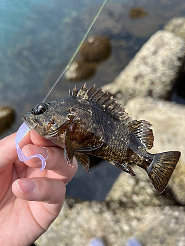 ムラソイの釣果