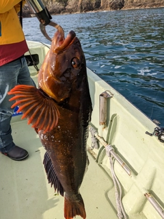 アイナメの釣果