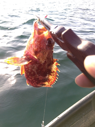 カサゴの釣果