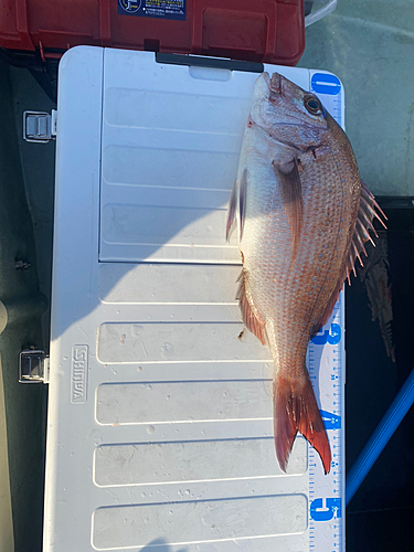 マダイの釣果