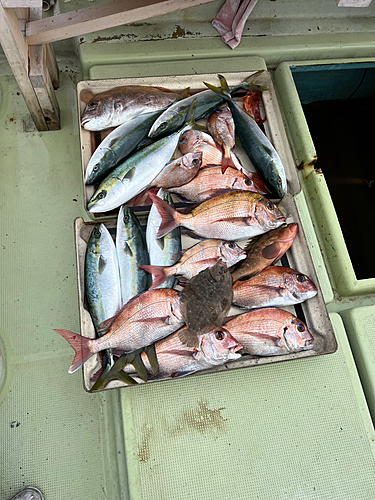 マダイの釣果