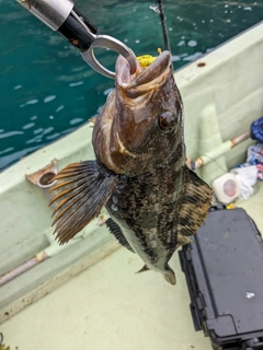 アイナメの釣果