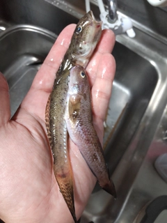 アカハゼの釣果