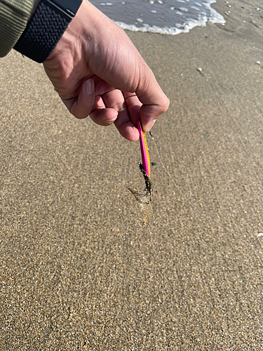 シタビラメの釣果