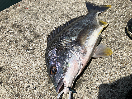 キビレの釣果