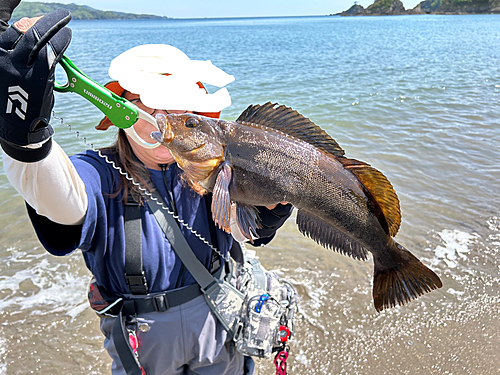 アイナメの釣果