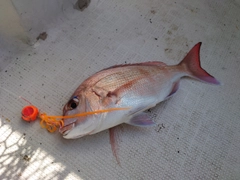 タイの釣果