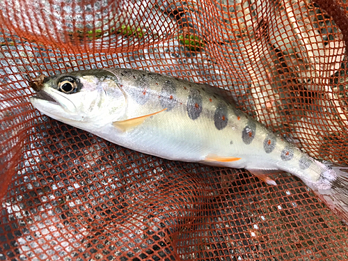 アマゴの釣果