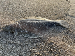 ソゲの釣果