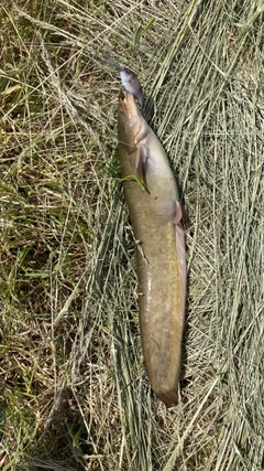 ナマズの釣果