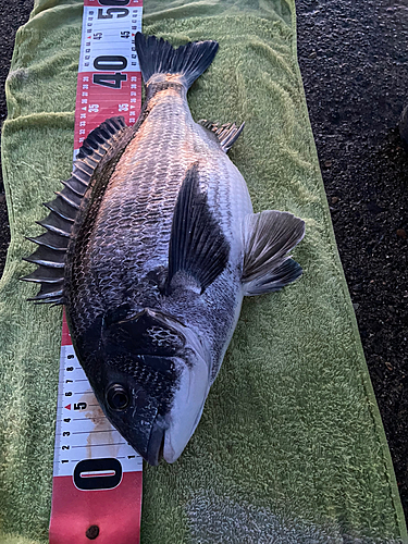 クロダイの釣果