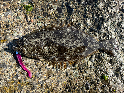 ヒラメの釣果