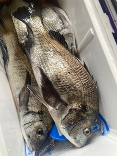 クロダイの釣果