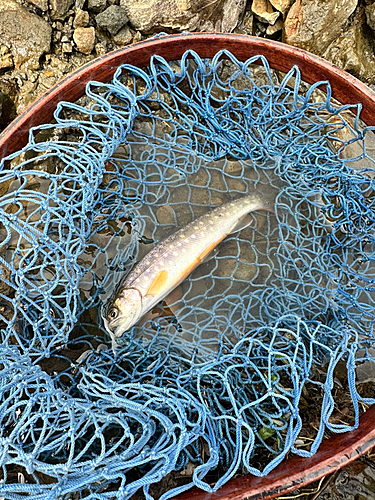 イワナの釣果