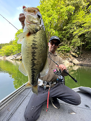 ブラックバスの釣果