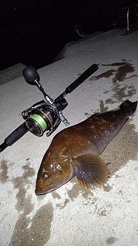 アイナメの釣果