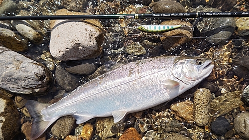 サツキマスの釣果