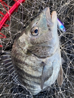 クロダイの釣果