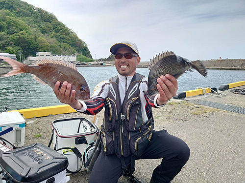 マダイの釣果