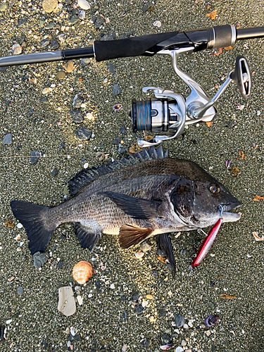 チヌの釣果