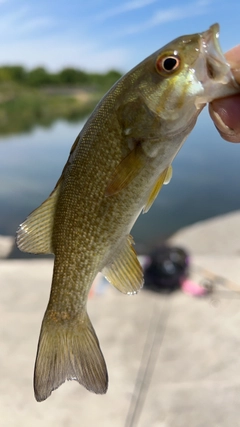 スモールマウスバスの釣果