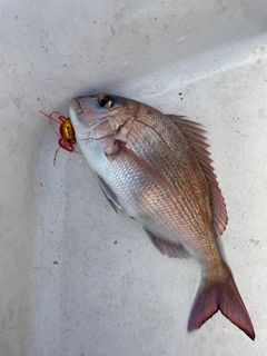 マダイの釣果