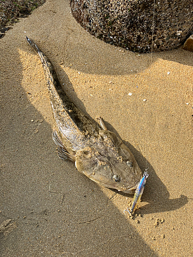 マゴチの釣果