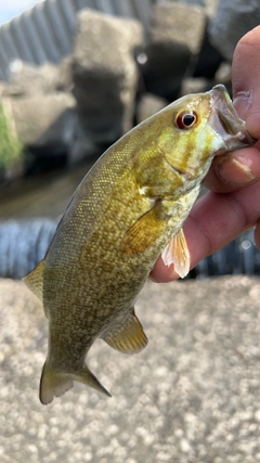 スモールマウスバスの釣果