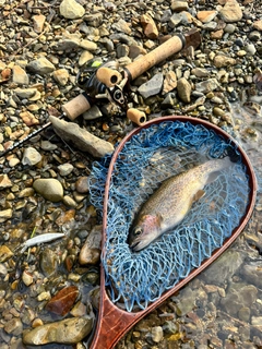 ニジマスの釣果